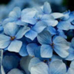 Meet your Posher, Anne-marie